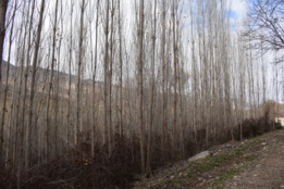 عکس‌های جنگل