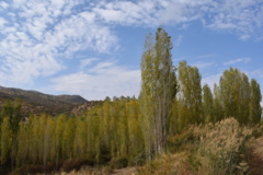 عکس‌های جنگل