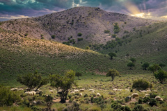 مراتع مشجر - شهرستان مروست