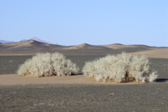 بیابانزدایی طبیعی رباط پشت بادام شهرستان اردکان