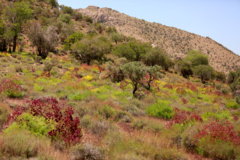 عکس‌های مرتع