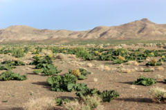 عکس‌های مرتع