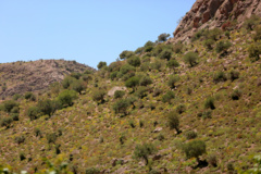عکس‌های جنگل