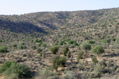 عکس‌های جنگل