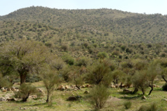 عکس‌های جنگل