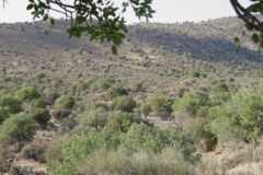 عکس‌های جنگل