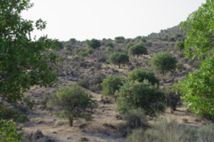 عکس‌های جنگل
