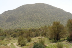 عکس‌های جنگل