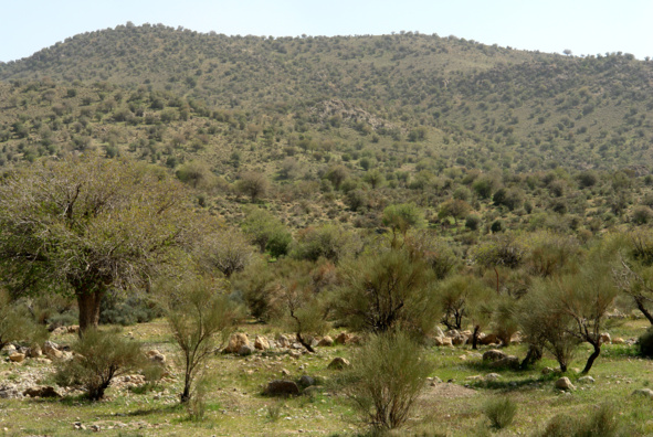 عکس‌های جنگل