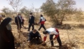 مسابقه نهالکاری جوانان هلال احمر شهرستان میبد
