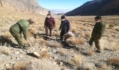 انجام عملیات بذرپاشی و کپه کاری گیاهان دارویی در مرتع روباز شهرستان مهریزبا مشارکت مرتعدار 