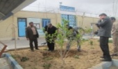 کاشت نهال دربازداشتگاه شهرستان ابرکوه