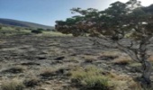 آتش سوزی در منطقه دره سیاه چنارنازشهرستان خاتم