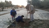 کاشت درخت به مناسبت برگزاری سالگرد تولد توسط بانوی اردکانی در پارک جنگلی شهید پایدار شهرستان اردکان 