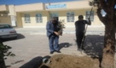 کاشت نهال  توسط اتاق اصناف و جمعی از روسای اتحادیه های صنفی شهرستان مهریز
