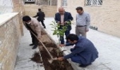 برگزاری مراسم درختکاری در اداره بیمه سلامت شهرستان تفت