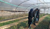بازدید دانشجویان دانشگاه اردکان از نهالستان اداره منابع طبیعی و آبخیزداری شهرستان اردکان