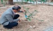 غرس تعدادی نهال زیتون به یاد شهدا در آخرین روز از هفته منابع طبیعی در اردکان