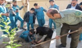 غرس 20 اصله نهال زیتون و نارنج در محوطه دبستان پسرانه غیر انتفاعی حضرت سجاد (ع) شهرستان بافق