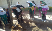 گرامی داشت هفته منابع طبیعی با کشت نهال و اهداء لوح تقدیر از طرف مدیرکل منابع طبیعی وآبخیزداری استان یزد به معلمان مدرسه فاطمه الزهرا مجومرد شهرستان ا