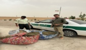 کشف و ضبط 10 کیلوگرم گیاه دارویی از نوع زیره کوهی برداشت غیر مجاز در شهرستان بافق