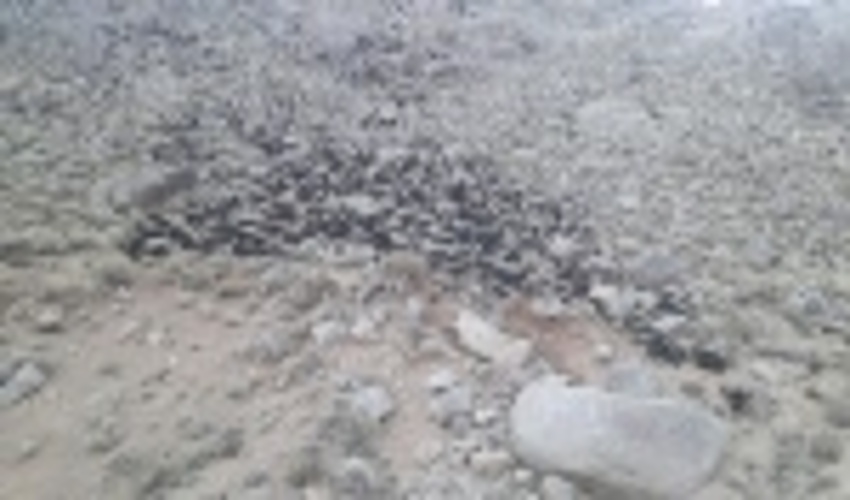 آتش سوزی در اراضی مرتعی لای سوسن ده بالا شهرستان تفت