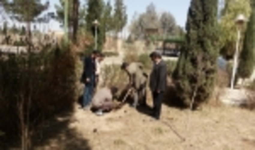 کشت چند اصله نهال زیتون توسط پرسنل اداره منابع طبیعی شهرستان اشکذر در محل این اداره
