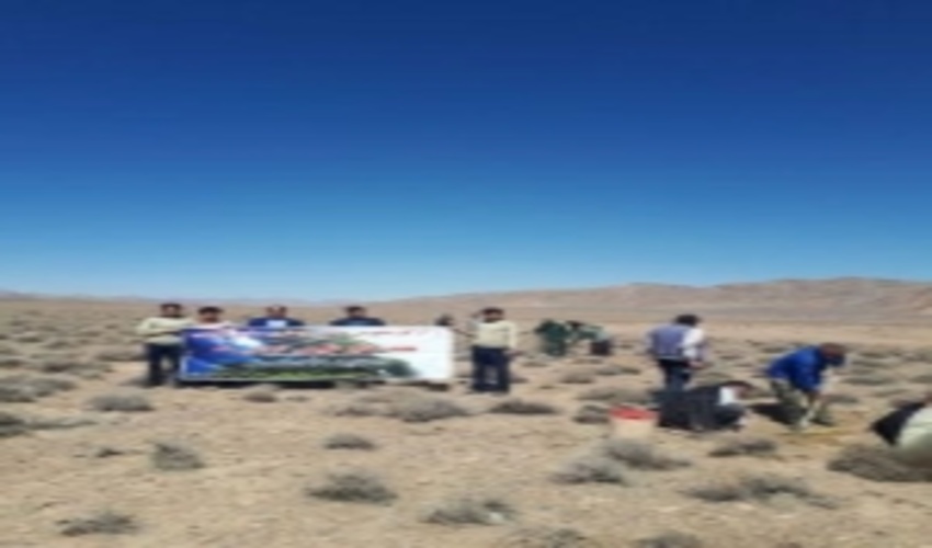 مشارکت بسیجیان درطرح نهالکاری شهرستان خاتم