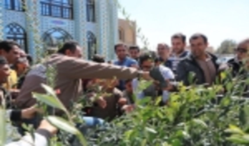 توزیع 200 اصله نهال زیتون رایگان در بین نمازگزاران اردکانی به مناسبت سومین روز از هفته منابع طبیعی