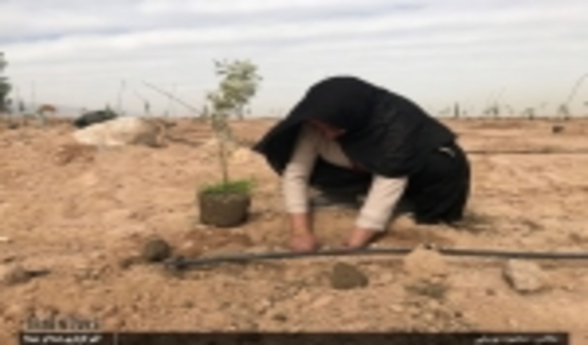 جشن بزرگ روز درختکاری در یزد برگزار شد