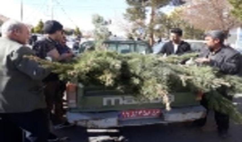 توزيع نهال رايگان به مناسبت دهه مبارك فجردرسطح شهرستان تفت