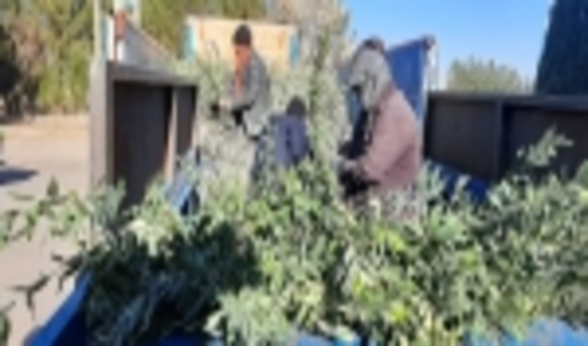 توزیع نهال مثمر در شهرستان اشکذر به مناسبت ایام الله دهه فجر