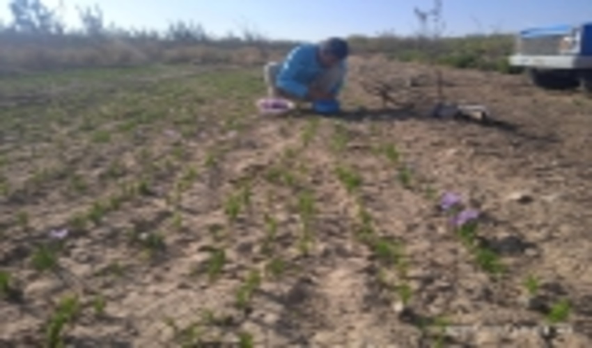 آغاز برداشت زعفران در روستاهای هدف طرح ترسیب کربن شهرستان خاتم