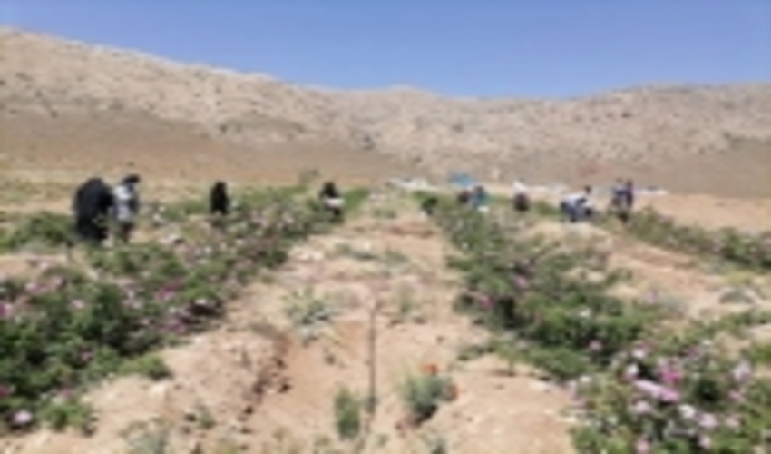 آغاز برداشت گل محمدي و راه اندازي كارگاه گلاب گيري در طرح ترسيب كربن شهرستان خاتم  