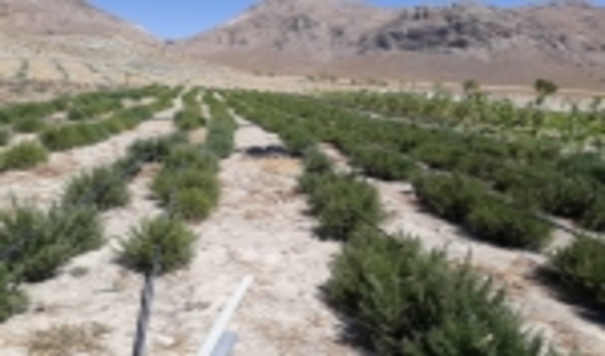 کشت موفقیت آمیز گیاه دارویی رزماری در طرح ترسیب کربن