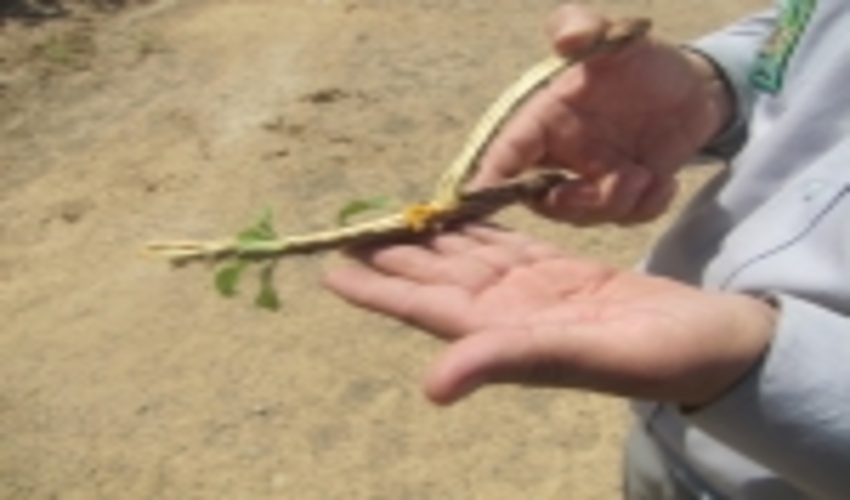 مبارزه با آفت کرم سرشاخه خواردرپارک گلدشت شهرستان ابرکوه