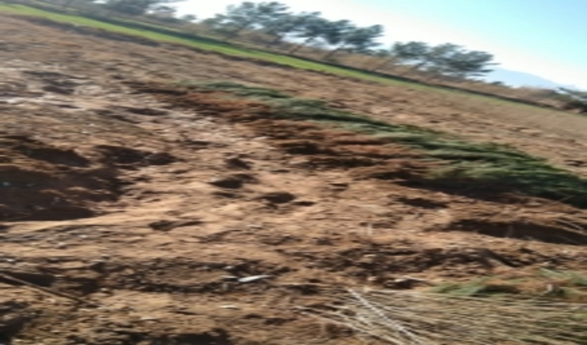 آغار توزیع بیش از 200 هزار اصله نهال در نهالستان یزرگ یزد