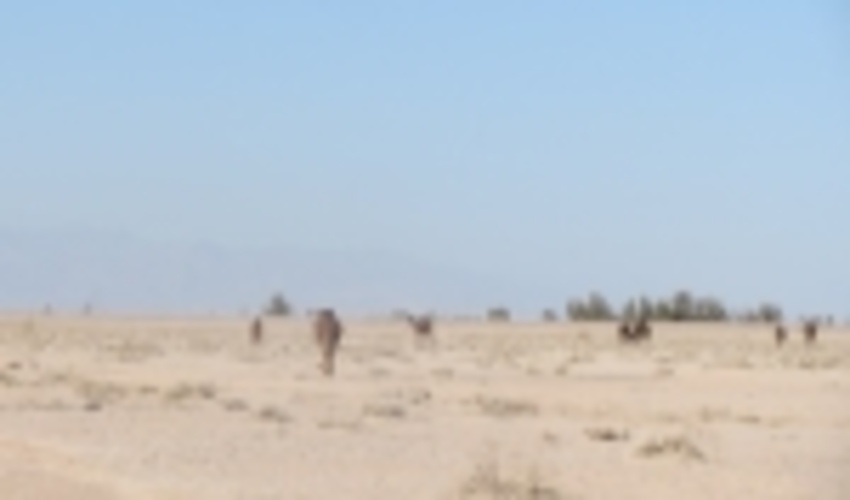 مرتعداران نسبت به تمدید پروانه چرا در مراتع شهرستان بافق اقدام کنند