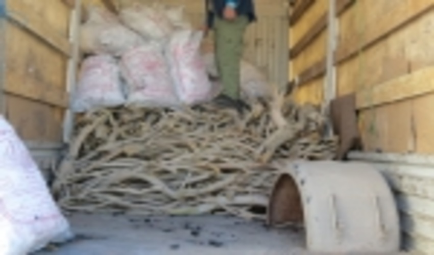 كشف 2 تن و 300 كيلوگرم چوب تاغ و 1 تن و 300 كيلوگرم انواع زغال غير مجاز به ارزش 620 ميليون ريال در شهرستان بافق