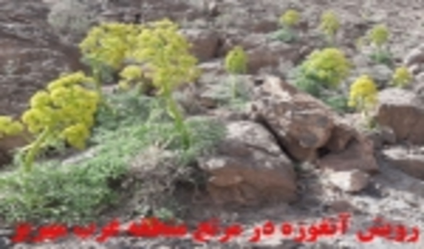 مهریز رویشگاه آنغوزه شیرین