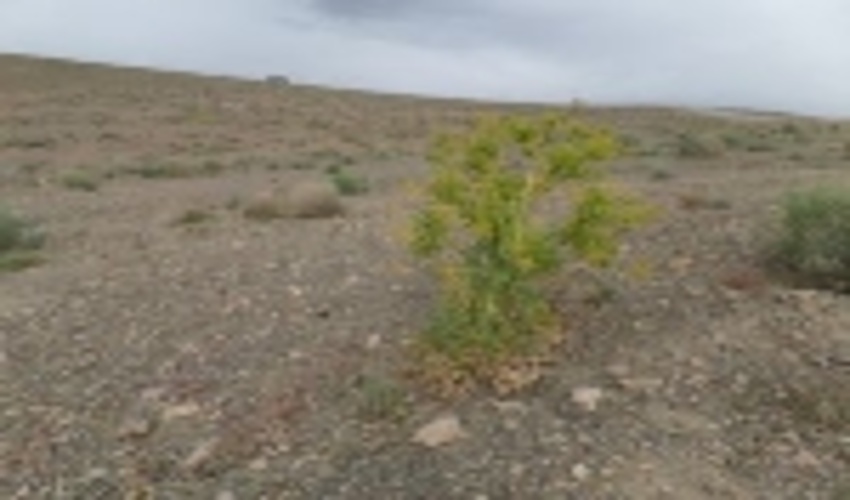 شهرستان تفت رویشگاه آنغوزه شیرین.