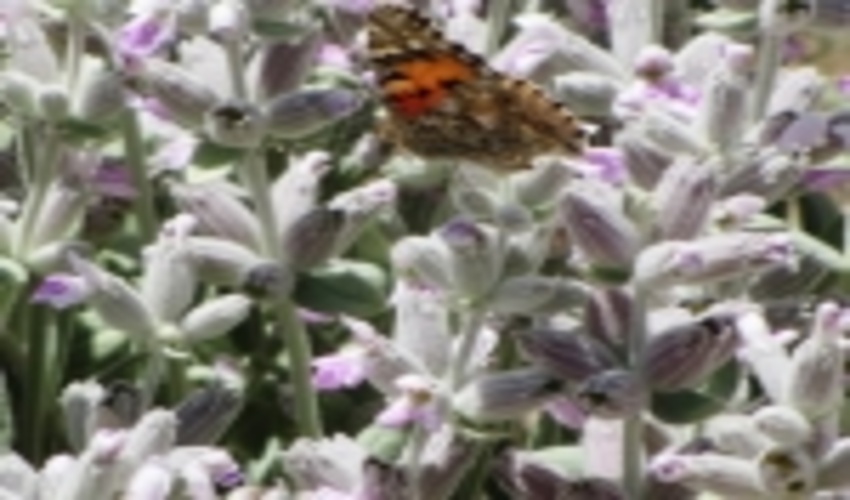 رویش گیاهان مرتعی دربارندگی های سال جاری شهرستان ابرکوه