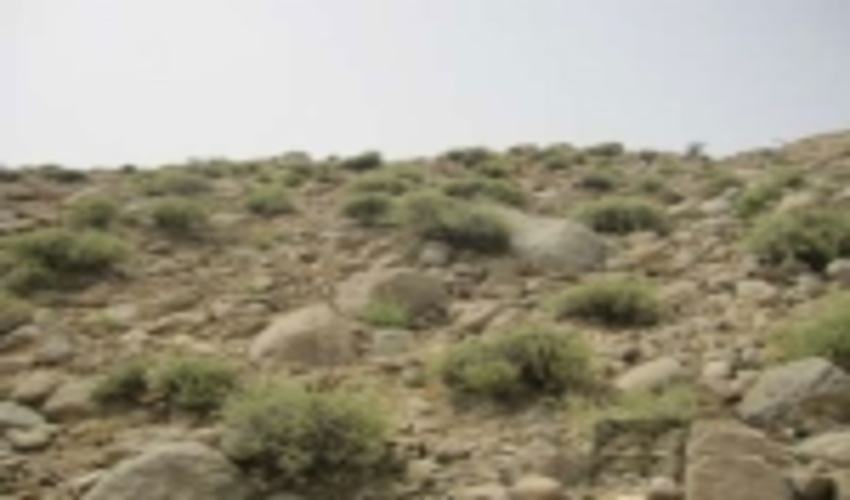 کشف و ضبط محموله آویشن توسط یگان حفاظت مهریز