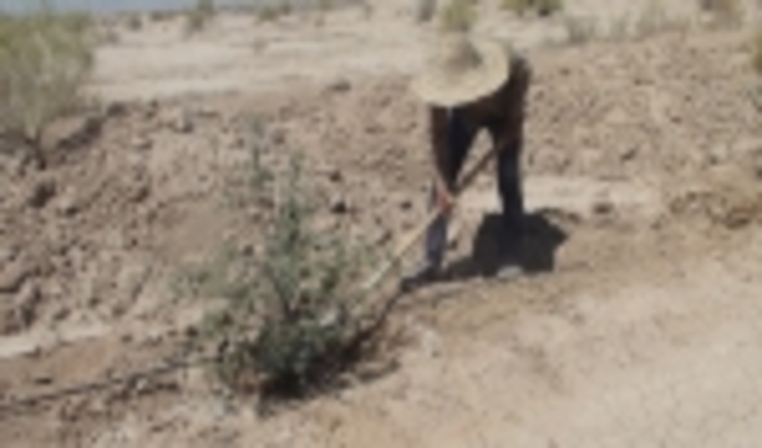 اجرای عملیات آبیاری و مراقبت محدوده درختکاری محور مواصلاتی اشکذر- میبد