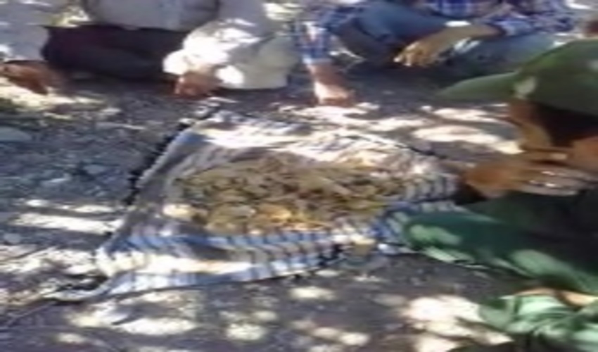 جلوگيري ازبرداشت غيرمجازكتيراازمراتع شهرستان تفت