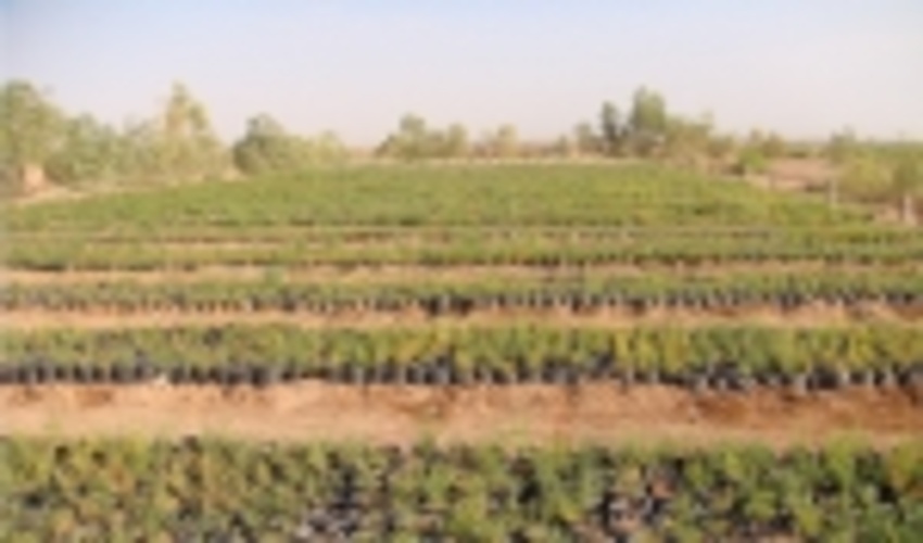 بازدید كارشناسان سازمان مديريت و برنامه ريزي  از پروژه های سال 98 جنگل و بیابان شهرستان میبد