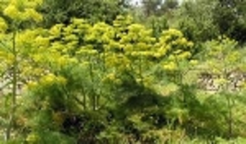 ممنوعیت هرگونه بهره برداری از محصولات فرعی مرتعی در استان یزد