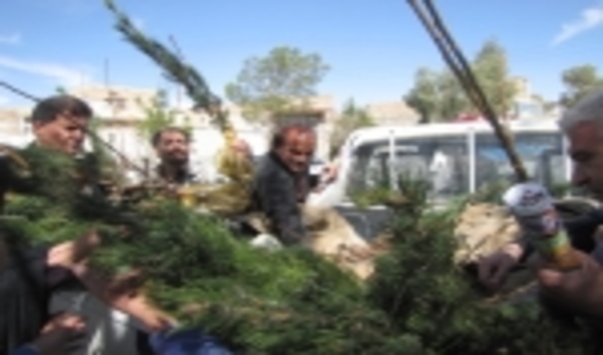 توزیع 13000 اصله نهال رایگان درشهرستان ابرکوه