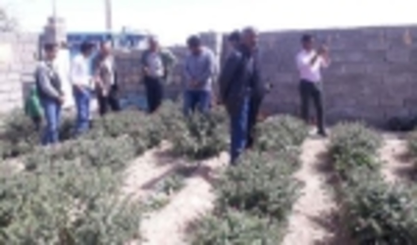 بازدید ازمزرعه گل گاوزبان در شهرستان خاتم