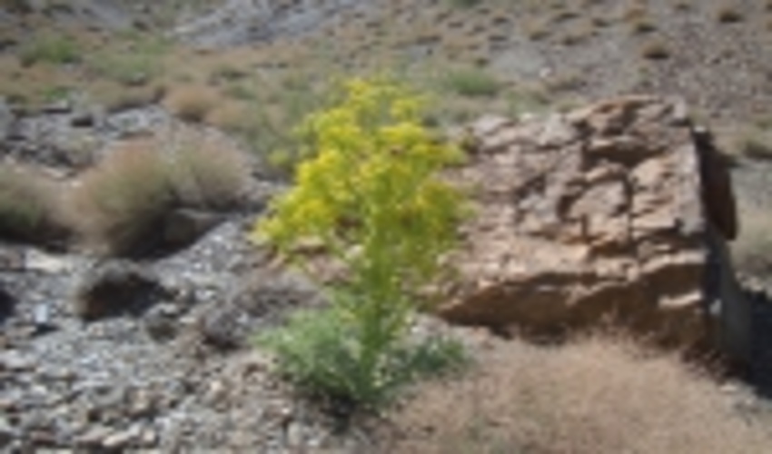 با بارش های مطلوب اخیر گونه های گیاهی در مراتع شهرستان اردکان جان دوباره ای یافتند 